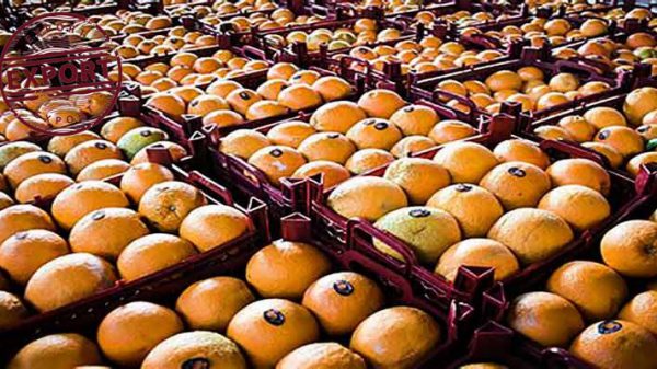 صادرات یک کانتینر پرتقال