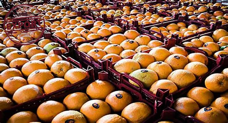 صادرات یک کانتینر پرتقال