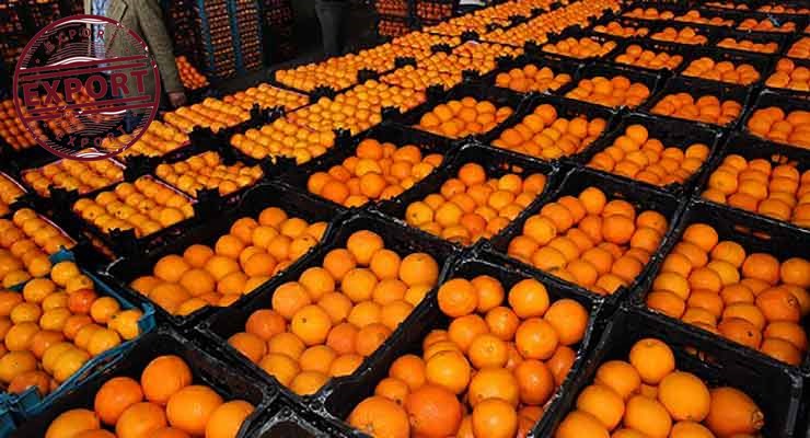 قیمت پرتقال تامسون