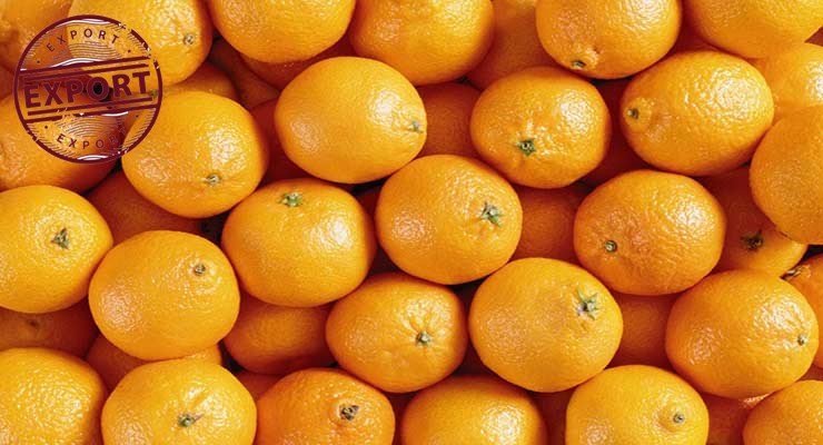 پرتقال تامسون درجه یک