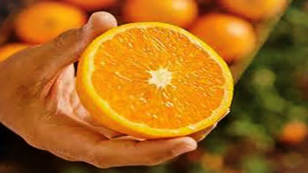 خرید پرتقال آبگیری