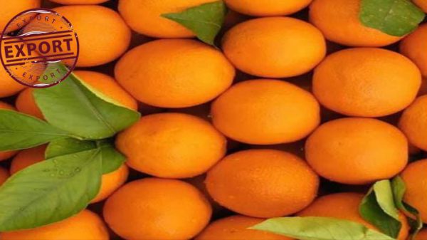 فروش پرتقال تامسون مرغوب