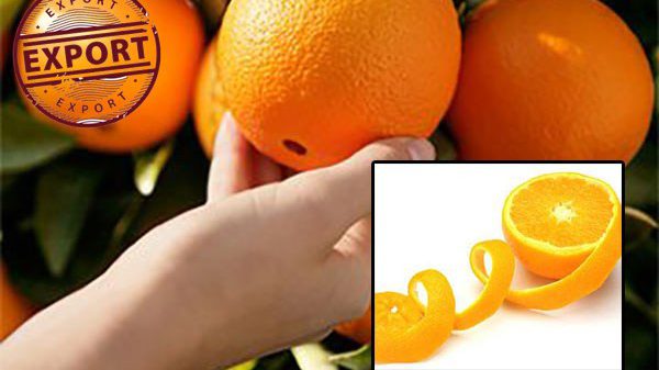پرتقال عمده مازندران