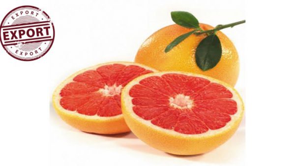 پرتقال خونی درجه یک