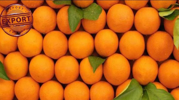 فروش پرتقال شمال درشت
