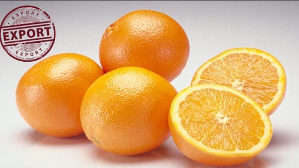 قیمت پرتقال والنسیا