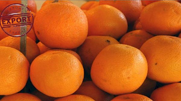 قیمت هر کیلو پرتقال