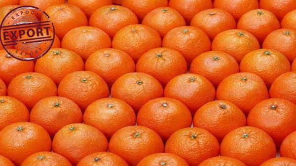 خرید عمده پرتقال تامسون