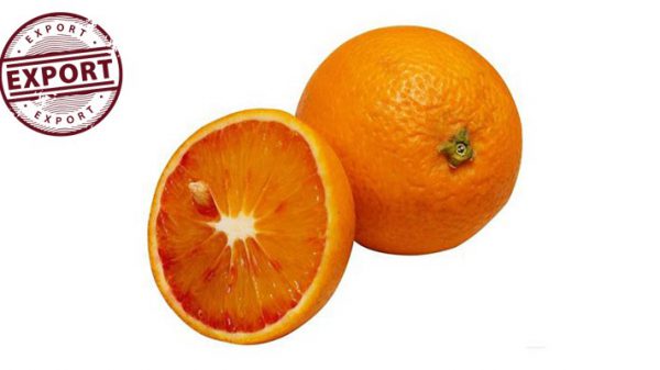 فروش پرتقال خونی