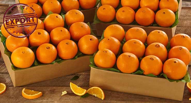 قیمت پرتقال تامسون شمال