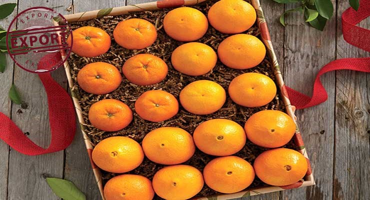 خرید و فروش پرتقال مازندران