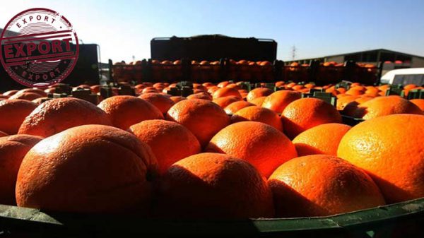 خرید و فروش پرتقال