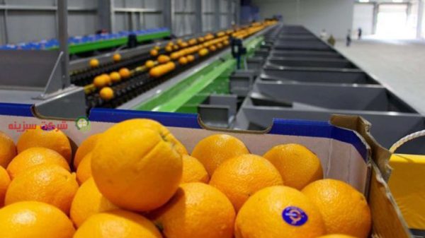 خرید ارزان قیمت پرتقال در تهران