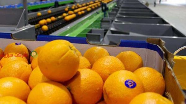 خرید مستقیم پرتقال از باغدار ساری