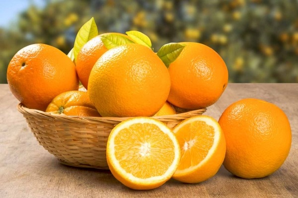 عمده فروش پرتقال درجه یک شمال