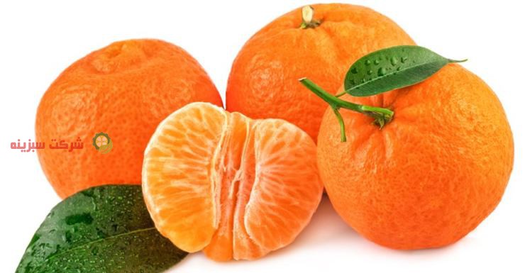 توزیع نارنگی با کیفیت مازندران در ایران
