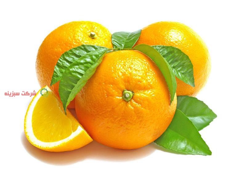 ارزان ترین قیمت پرتقال در باغهای شمال