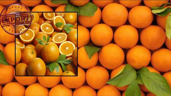 قیمت پرتقال امسال