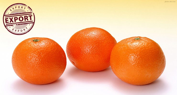 قیمت پرتقال تابستانه والنسیا