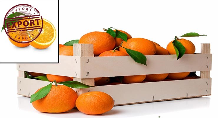 فروش پرتقال رامسر