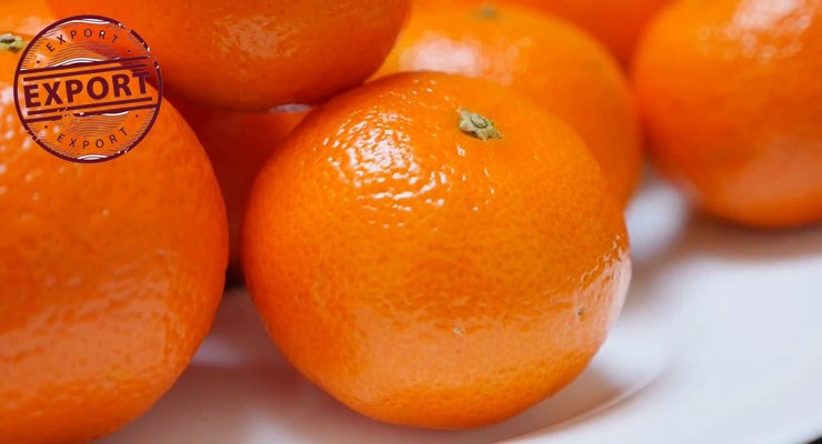 پرتقال والنسیا مازندران