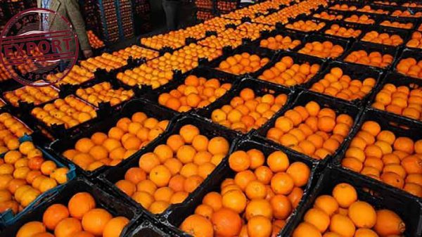 خرید پرتقال شمال