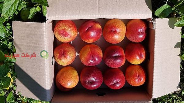 قیمت روز میوه شلیل