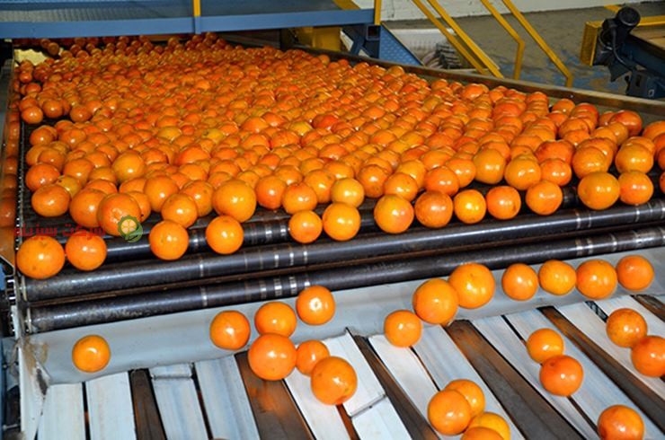 قیمت نارنگی مشهد