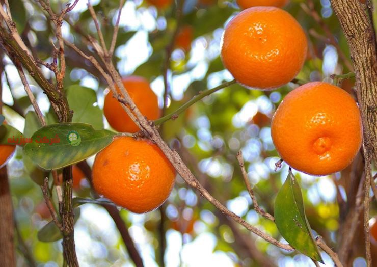 باغ های نارنگی در مازندران