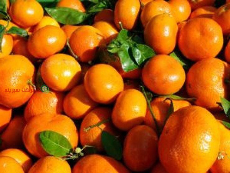 توزیع نارنگی در کشور به صورت مستقیم