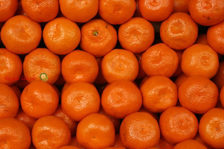 قیمت نارنگی محلی مازندرانی به روز