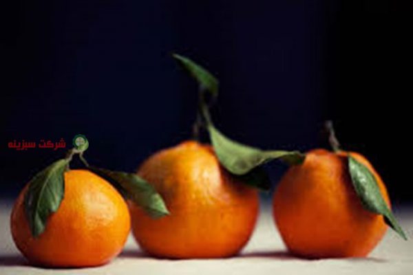 خرید نارنگی جنوب