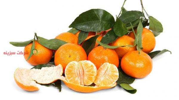 قیمت خرید نارنگی