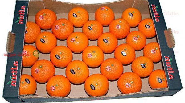 فروش نارنگی پاکستانی