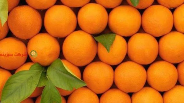 فروش پرتقال شهسوار