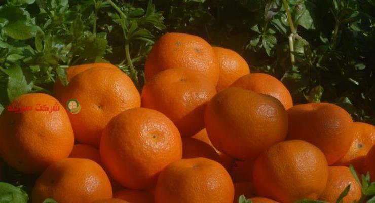 باغ های نارنگی ساری