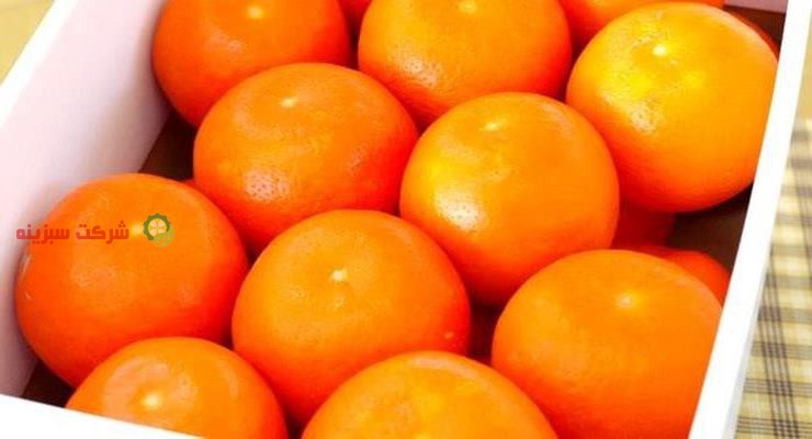 فروش نارنگی ساری با قیمت باغ