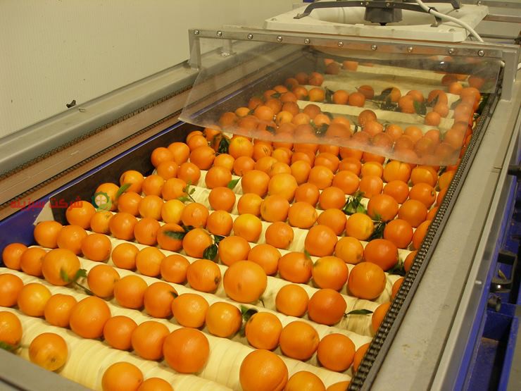 تولید بهترین کیفیت پرتقال تامسون شمال