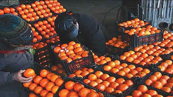 صادرات پرتقال به ارمنستان