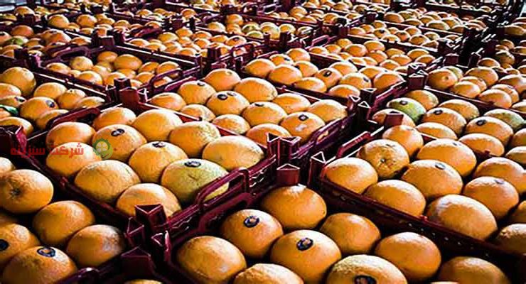 بسته بندی انواع پرتقال در صادرات