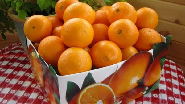 فروش عمده پرتقال صادراتی جهرم