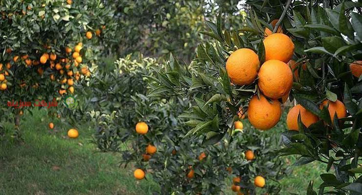 توزیع پرتقال صادراتی جهرم درجه یک