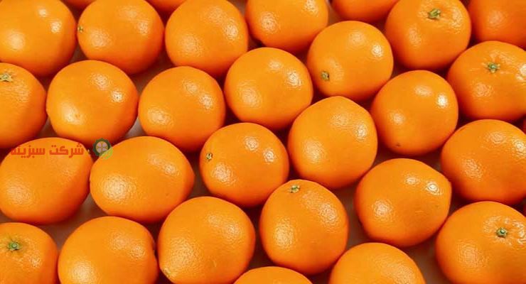 فروش روزانه پرتقال صادراتی جهرم