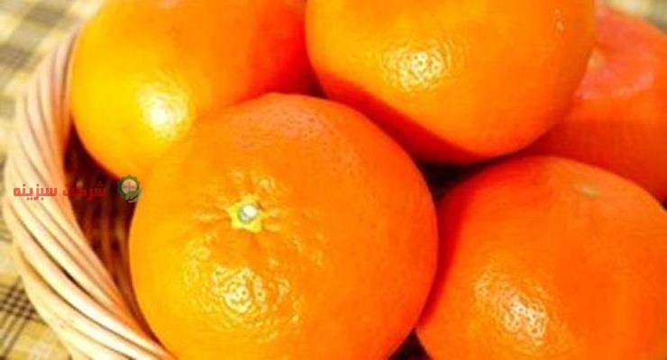 فروش نارنگی در ساری