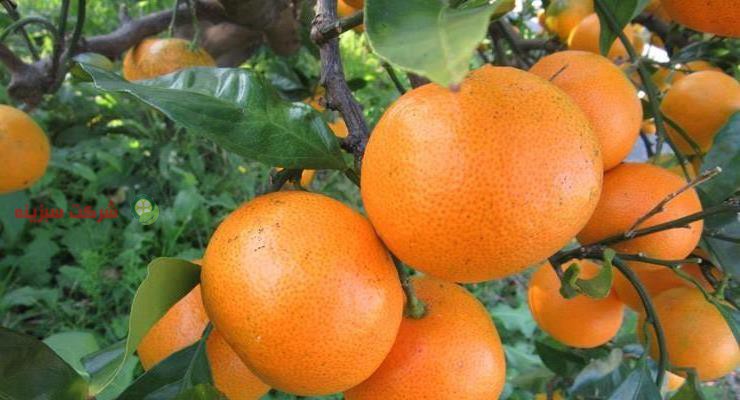 باغ های نارنگی در ساری