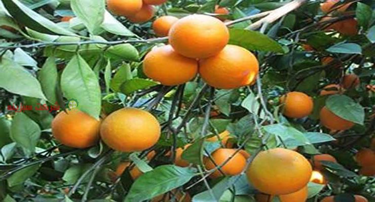 باغ های پرتقال در شمال