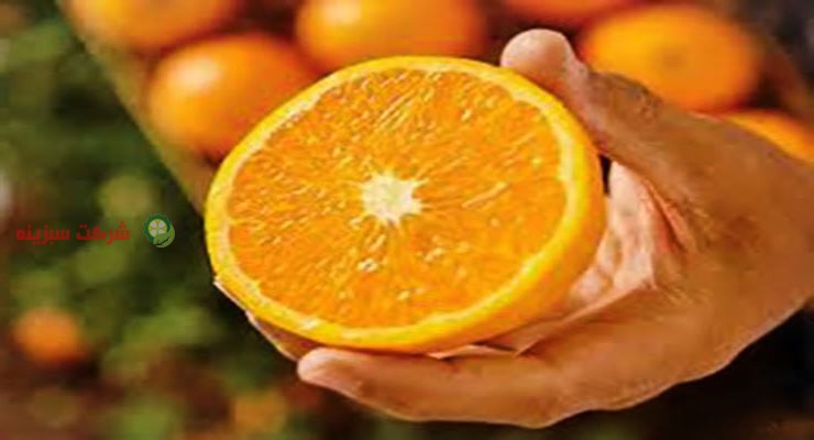 باغ های پرتقال در شمال و ساری