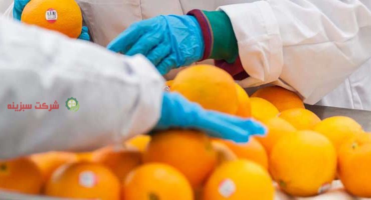 توزیع پرتقال جیرفت در کشور به صورت مستقیم