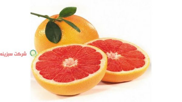 تهیه و پخش پرتقال خونی مازندران