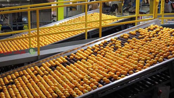 صادرات مرکبات از سورتینگ پرتقال قائمشهر